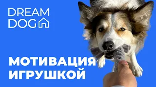 Мотивация игрой 🐶 Как научить собаку делать команды за игрушку 🐕 Чем можно хвалить активного щенка 🐩