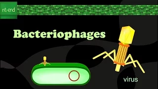 BACTERIOPHAGE, Lytic Cycle , Viral replication