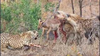 Cheetahs and Hyenas Eat Impala Alive