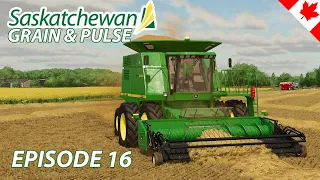 Combining wheat with a pickup head! - Saskatchewan Grain & Pulse - Episode 16 - FS22