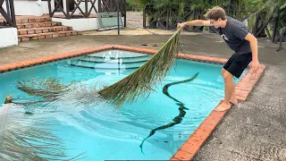 HURRICANE BLOWS MYSTERIOUS CREATURES IN MY POOL !