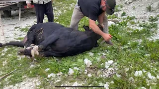 Подготовка к забою горного строптивого бычка / завязывание ног и головы / Дагестан