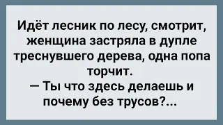 Женщина Без Трусов Застряла в Дупле! Сборник Свежих Анекдотов! Юмор!