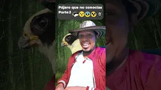 😨🦅 LEYENDA DEL PÁJARO YACABÓ ☠️😲 EL Pájaro que anuncia la muerte