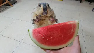 awesome sound when marmot eats watermelon