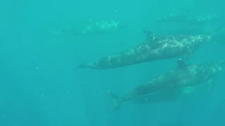 Pod of False Killer Whales Spotted Frolicking Near Agnes Waters, Southern Great Barrier Reef