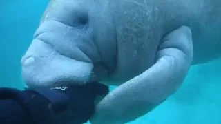 Manatee Attack - A Manatee tries to bite off my Hand!