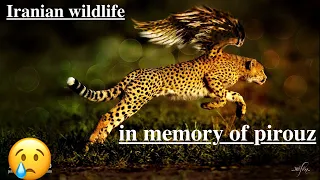 Iranian wildlife - animals of Iran - Pirouz - with subtitle - part1