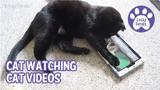 Cat Watching Cat Videos - Boo Watching Videos Of Himself