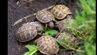 Wie sollte ein Außengehege für Landschildkröten aussehen ?