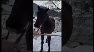 Horses on cocaine