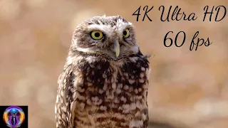 4K Ultra HD Видео о животных - 4к 60 fps видео с умиротворяющей музыкой Релакс музыка для сна