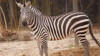 Animal Spotlight: Grant's Zebras