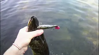 Hard Pulse Tail caught pike.