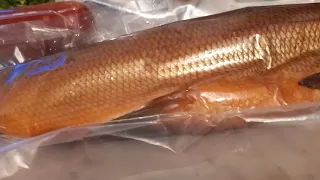Ел Деликатес- рыбу Муксун и плакал!!!золотая рыбка