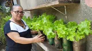 COMO TER ALFACE FRESQUINHA O ANO TODO PLANTADA EM GARRAFAS PET.