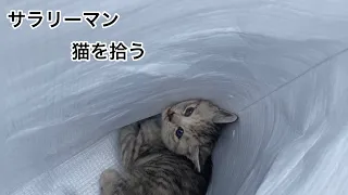 サラリーマン 猫を拾う