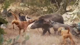 Animales salvajes - Los ataques de animales salvajes, lobo, jabalí, serpientes, cocodrilos