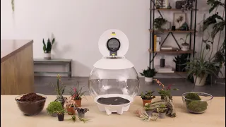 AIR 30 Terrarium How-To | Tropical Plant Set-Up