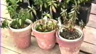 How to collect a disease plant specimen