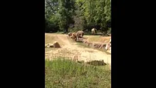 Elephants