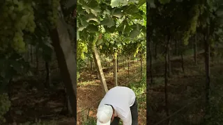 Début de la récolte ( le raisin )