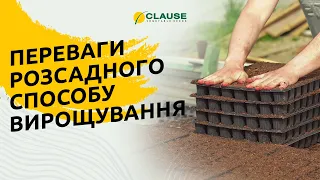 ЧОМУ ФЕРМЕР ОБРАВ РОЗСАДНИЙ СПОСІБ ВИРОЩУВАННЯ?