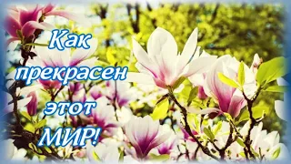 🌺Как прекрасен этот мир!Цветет магнолия,символ женственности и красоты