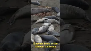 Elephant Seals @ San Simeon, California