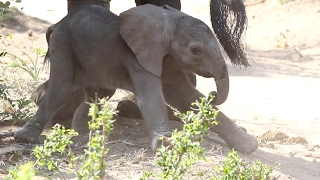 Hilarious Baby Elephant's First Steps