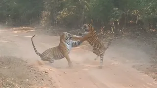 Epic Tiger Fight: A Battle for Territory