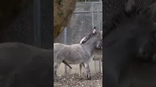 Donkey Mating video#shorts