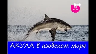 АКУЛА В АЗОВСКОМ МОРЕ !