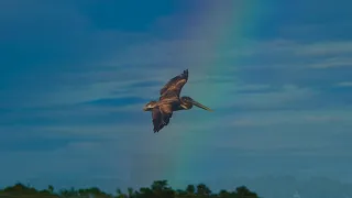 Sony A1 and Sony A7IV, OTTERS,EAGLES PELICANS AND RAINBOWS!