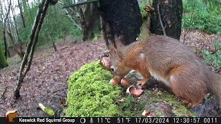 Log Cam Reds and mouse 17 03 24