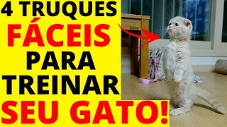 como adestrar um gato ? 4 TRUQUES SIMPLES para TREINAR seu gato!