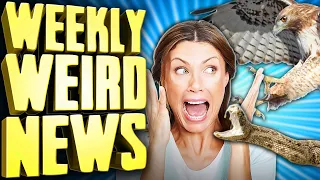 Woman Attacked by Snake AND Hawk Simultaneously - Weekly Weird News