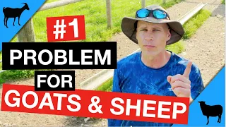 Worms 1: How To Tell If Your Goat or Sheep Has Worms