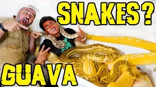 Guava Juice Crazy Snakes Funny  PrehistoricpetsTV Bath Challenge Reptile  Reality tvstyle