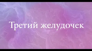 Третий желудочек (неполная версия) - анатомия центральной нервной системы (ЦНС)