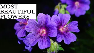 The Most Beautifull Flowers  Collection For Relaxation #Nature beauty|🌼🦋#naturelovers