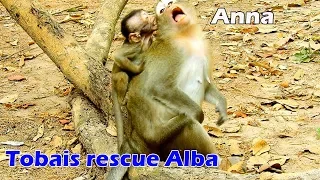 Amazing clip ! Baby Tobais fight bad mom Anna to rescue poor Alba, Second time Tobais protect Alba