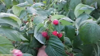 урожайность малины Полька