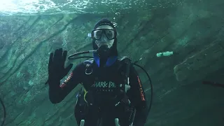 TAKE THE PLUNGE | Shark Dive Xtreme at SEA LIFE Sydney