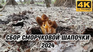 ГРИБНОЙ УЛЁТ. Сбор СМОРЧКОВОЙ ШАПОЧКИ в Подмосковье. ГРИБЫ 2024.