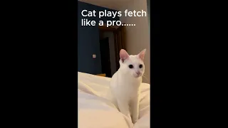 kitty plays fetch #funnykitten2024 #cutekitten2024 #fluffYCAT2024 #catvideos #cat #kitten