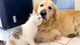 Golden Retriever Taking Care of a Pregnant Cat