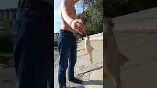 Рыбалка на Тоболе