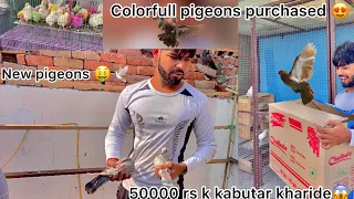 New breed pigeon purchased 🤑🕊 !! Nayi nasal k kabutar lekar aaye 😍