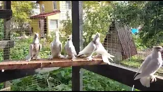 андижанские голуби маля бош СПб